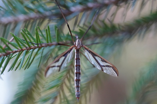 Pedicia rivosa