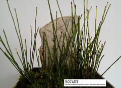 Equisetum scirpoides