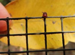 Stenotarsus parallelus