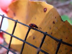 Stenotarsus parallelus