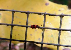 Stenotarsus parallelus