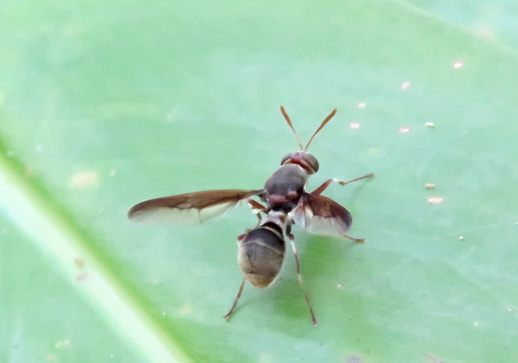 Lagenosoma picta
