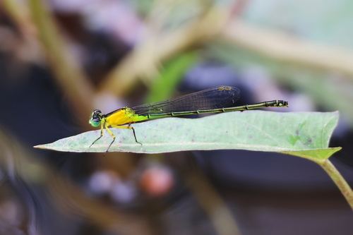 Colourful bluetail photo 3
