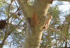 Cicada barbara lusitanica