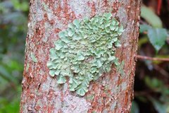 Flavoparmelia caperatula