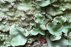 Flavoparmelia caperatula