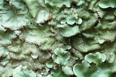 Flavoparmelia caperatula