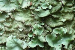 Flavoparmelia caperatula