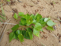 Populus × berolinensis