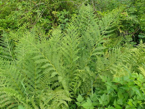 Athyrium cyclosorum, photograph 5