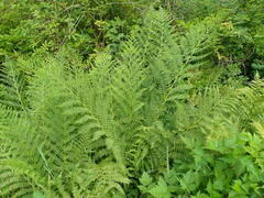 Athyrium cyclosorum, photograph Quillipede, CC0, iNaturalist via GBIF