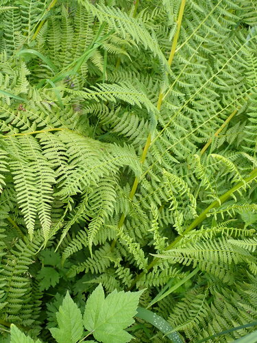 Athyrium cyclosorum, photograph 6