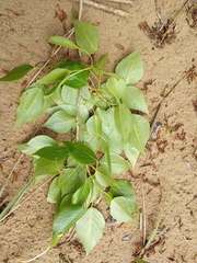 Populus × berolinensis