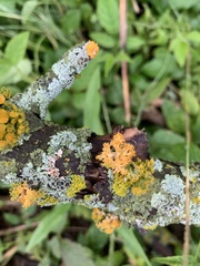 Teloschistes exilis