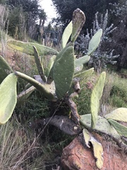 Opuntia ficus-indica