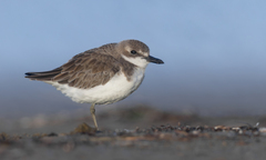 Greater Sand Plover photo 1