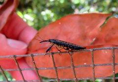 Rhinotia ruficornis