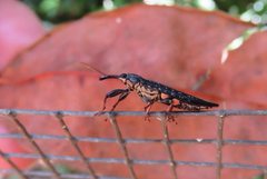 Rhinotia ruficornis