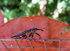 Rhinotia ruficornis