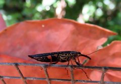 Rhinotia ruficornis