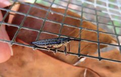 Rhinotia ruficornis