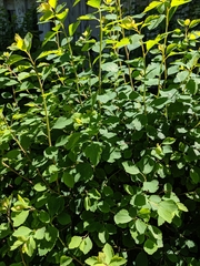 Spiraea prunifolia