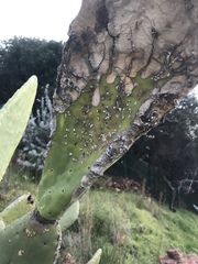 Opuntia ficus-indica