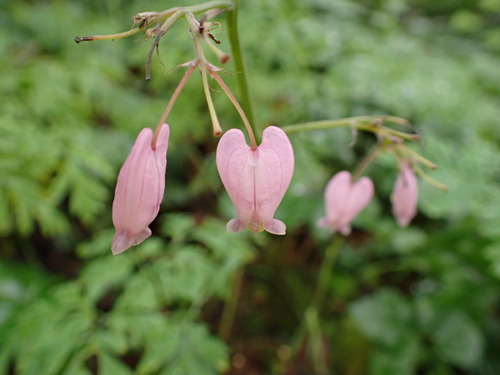 Dicentra formosa