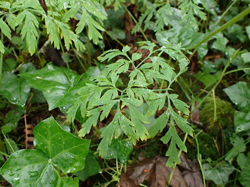 Dicentra formosa