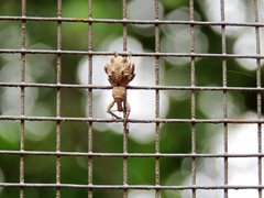 Leptopius tetraphysodes