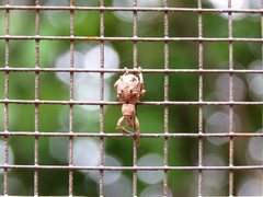 Leptopius tetraphysodes