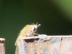 Eusurbus crassilabris