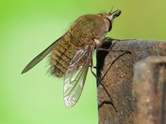 Eusurbus crassilabris