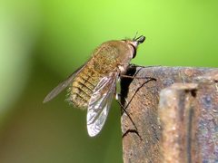 Eusurbus crassilabris