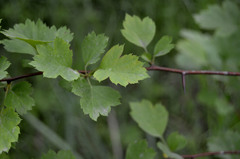 Crataegus sanguinea