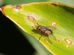 Apatemyia