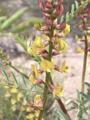 Astragalus douglasii perstrictus