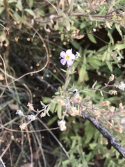 Chaenostoma patrioticum
