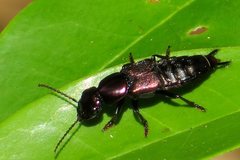 Antimerus punctipennis