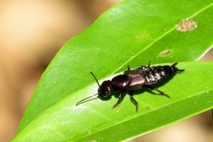 Antimerus punctipennis