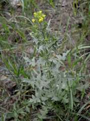 Sisymbrium loeselii