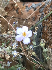 Chaenostoma patrioticum