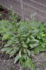 Cynoglossum officinale