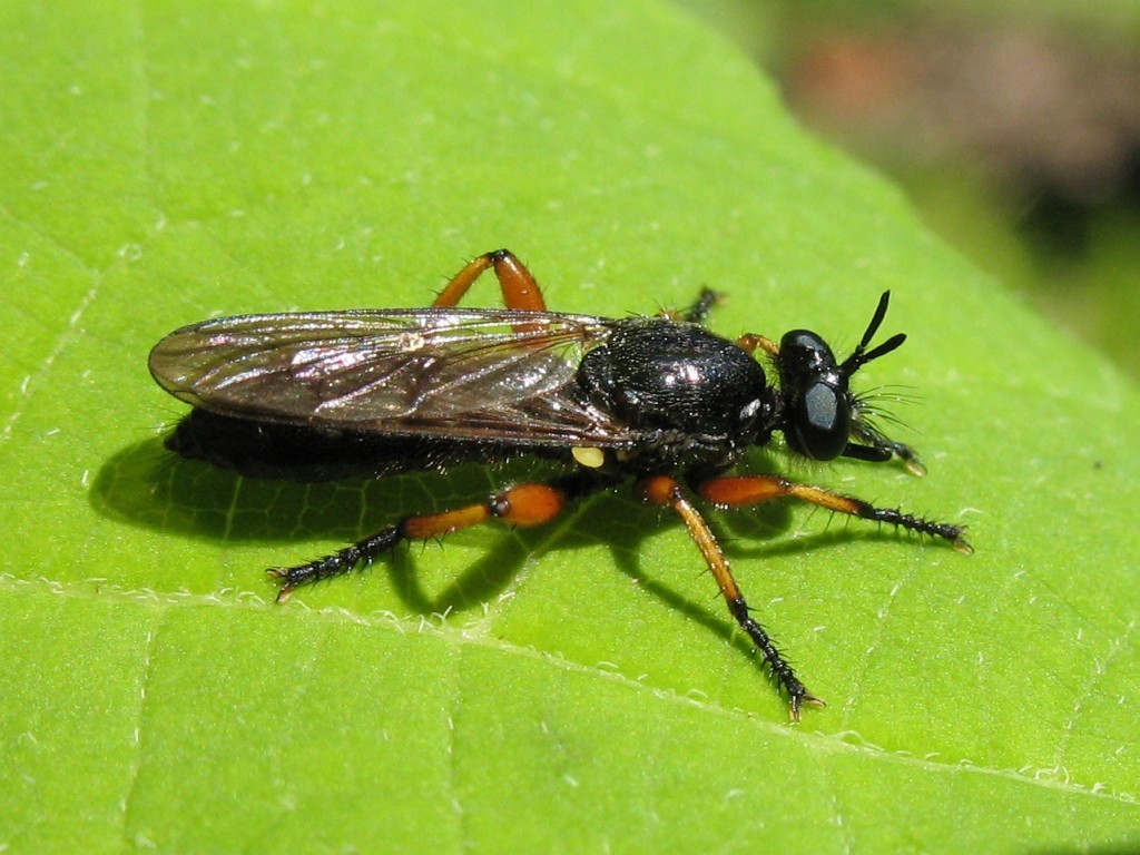Red-legged Laphria
