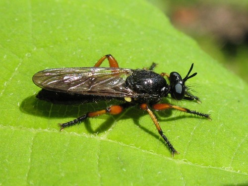 Red-legged Laphria