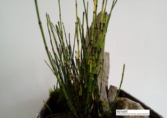 Equisetum scirpoides