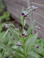 Cynoglossum officinale