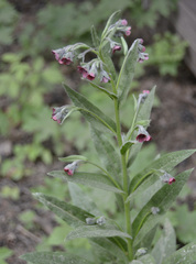 Cynoglossum officinale