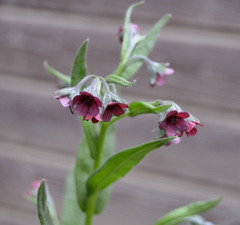 Cynoglossum officinale