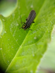 Cyrtomoptera divisa